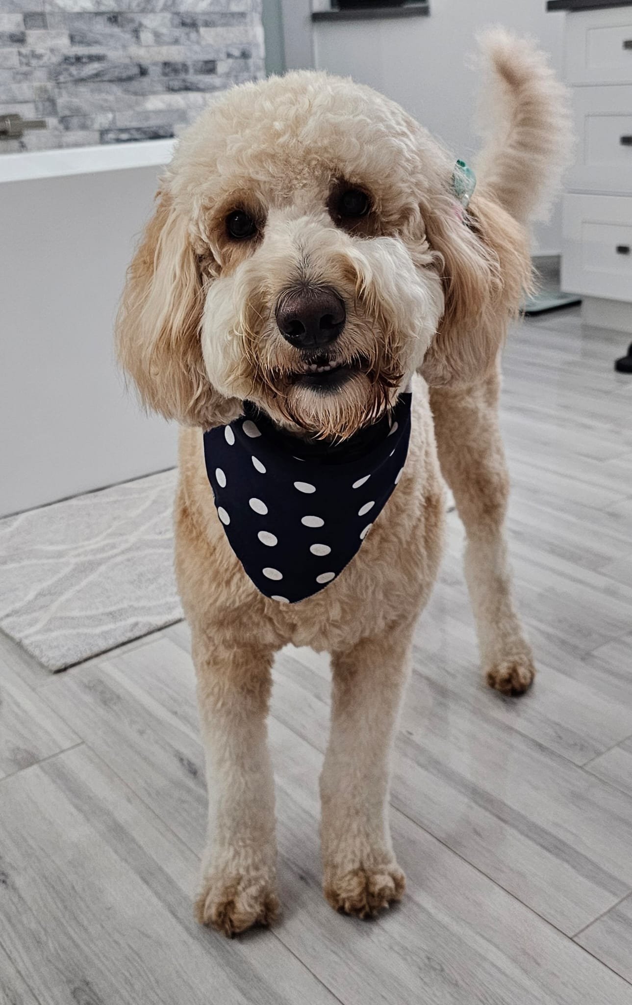Curly-haired dog wearing a polka-dot bandana indoors